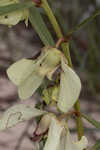 Slimleaf pawpaw